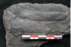 Foto (Detailansicht) von Plantae indet.  (NHMW-GEO-2024-0188-11543)